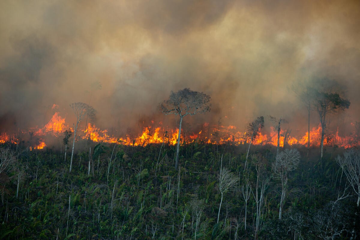 Brasil queimou mais de 21% do seu território em quase 4 décadas