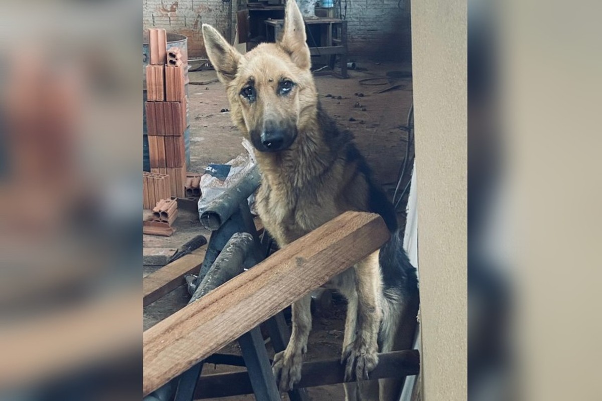 Cães e jabuti são encontrados em situação de maus-tratos após denúncia em Rio Preto
