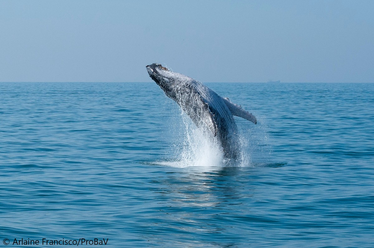 A 'pipoca' voltou: baleia-jubarte reaparece depois de quatro anos
