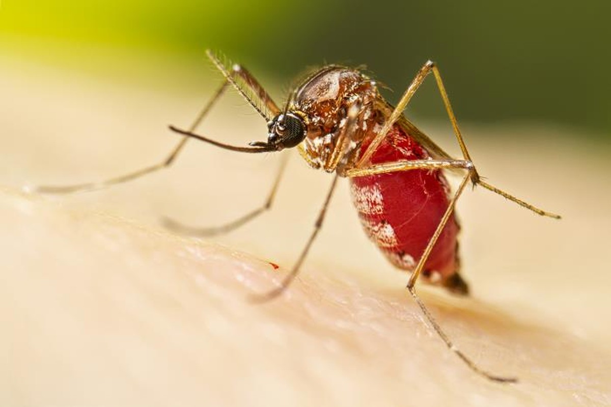Paraná registra mais de 12 mil novos casos e nove mortes por dengue