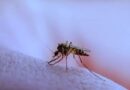 Governo de SP realiza antecipação de R$ 205 milhões para o combate à dengue