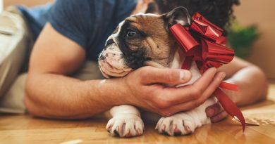 Abandono de pets cresce 30% após Natal e coloca protetores em alerta