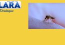 12.883 casos confirmados de dengue na Região