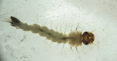 Brasil inaugura maior biofábrica do mundo de mosquitos “do bem”