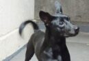 Governo de SP proíbe acorrentamento de pets e delimita novas regras para o bem-estar animal