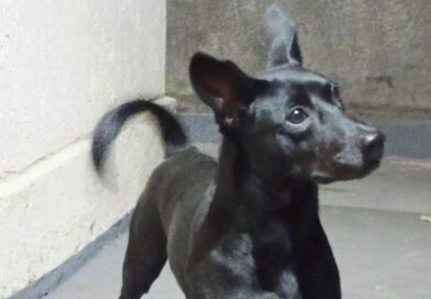 Governo de SP proíbe acorrentamento de pets e delimita novas regras para o bem-estar animal