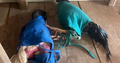 Mirante do Paranapanema- Polícia Ambiental aplica multa a grupo acusado de promover rinha de galos