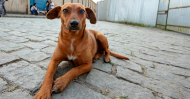 Governo estadual sanciona lei que reconhece Vira-Lata Caramelo como expressão cultural em SP
