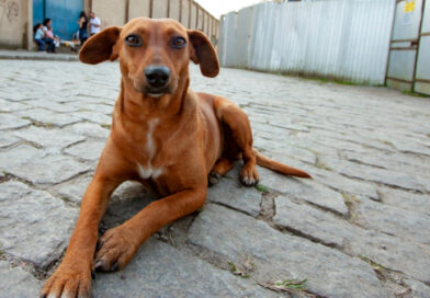 Governo estadual sanciona lei que reconhece Vira-Lata Caramelo como expressão cultural em SP