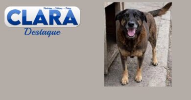 Nenhum cão é só um cão